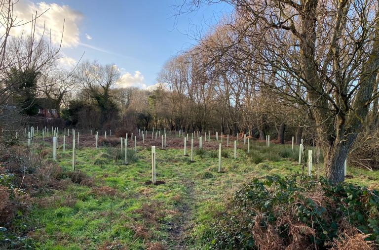 Dozens of sapling trees planted to grow at Hall Farm