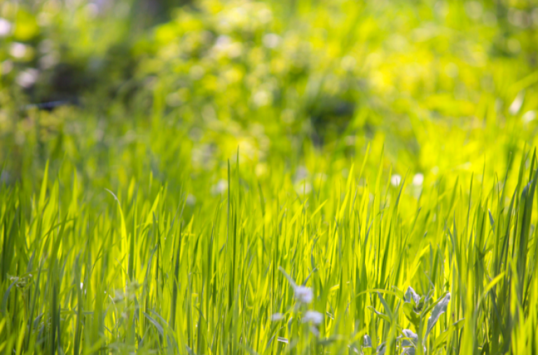 Long grass