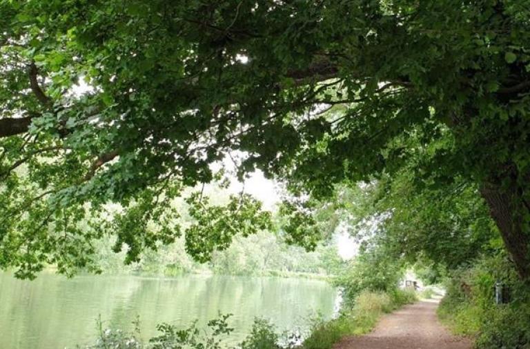 Trees alongside river