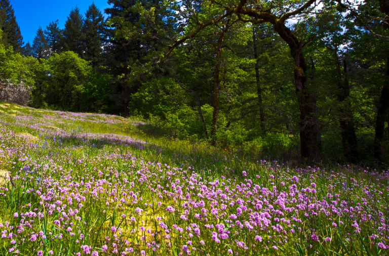 Wildflower meadow and woodland