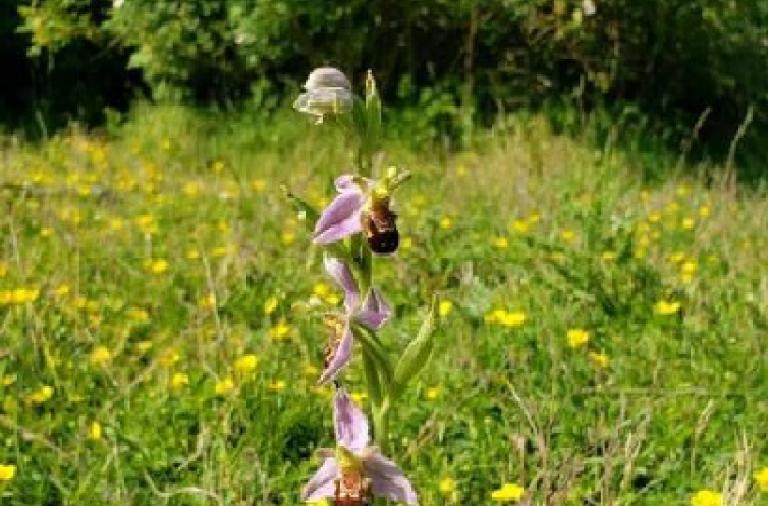 Winnersh Meadows - Creeping Cinquefoil and Bee Orchid