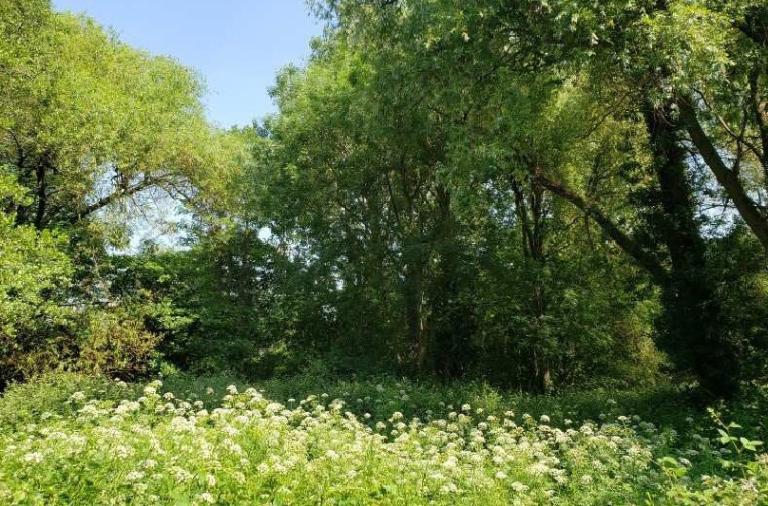 Woosehill Meadows - Willow and Ash with Hamlock Water drop-wort and Nettle