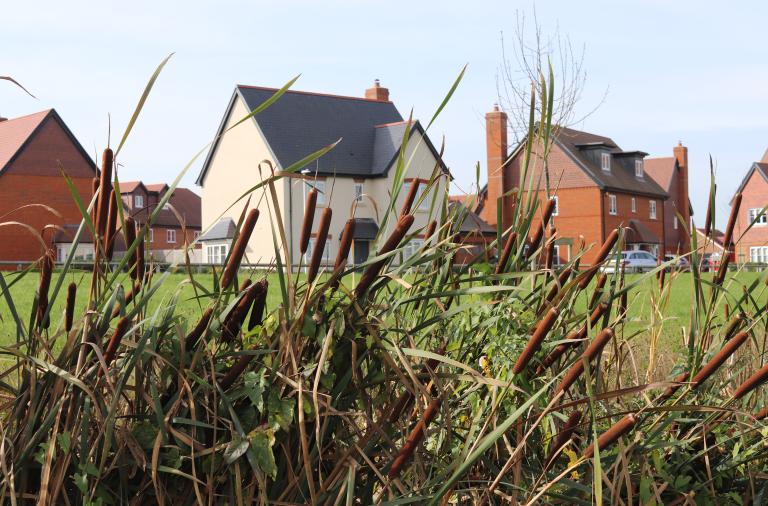 Photo of some new, modern houses in the background with lush growth and long grass in the foreground