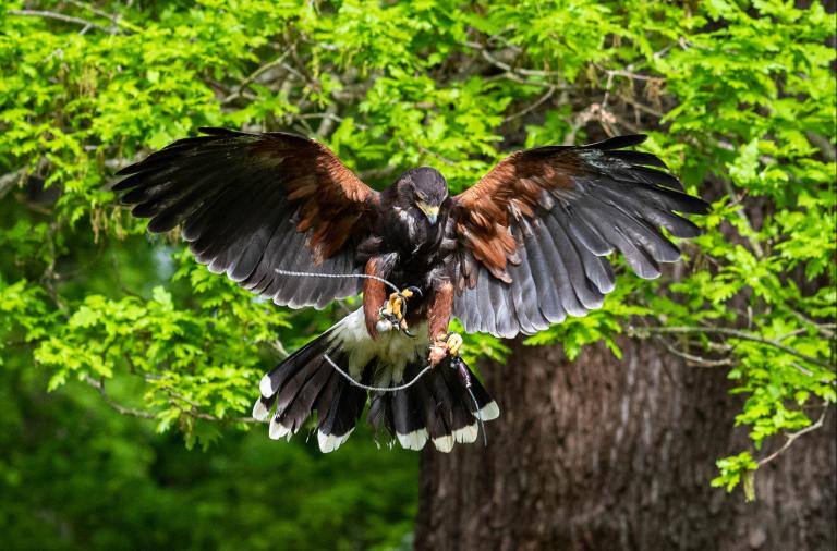 Bird of prey flying