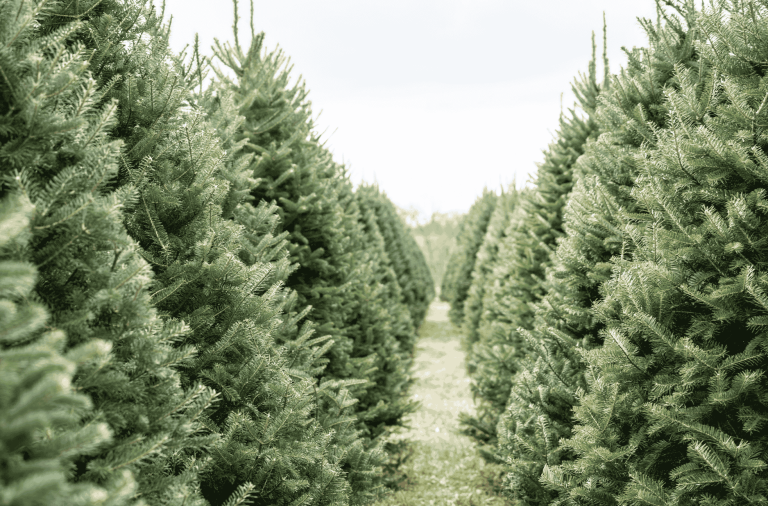 Real Christmas trees in the ground