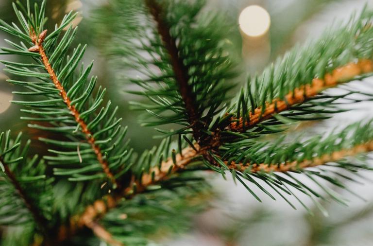 Close-up of a vibrant green Christmas tree branch with bokeh.