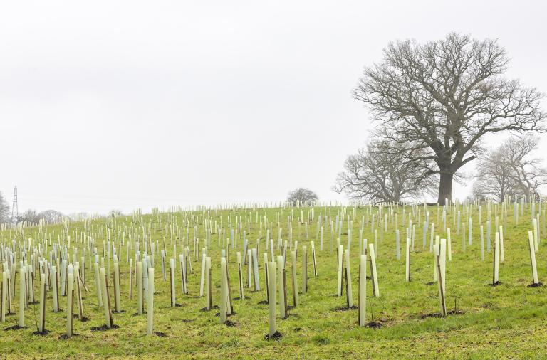 A landscape of the covid memorial woodland, saplings with tree guards in the foreground with a wintery oak tree in the background.