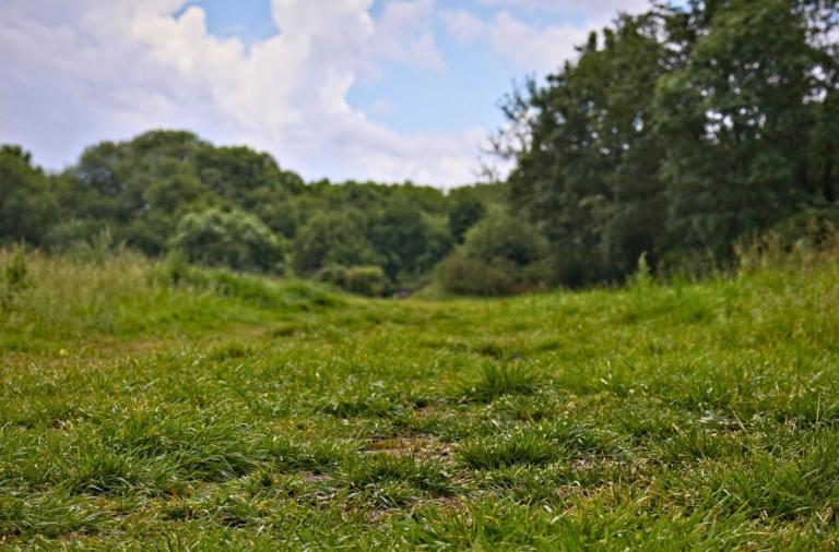 Grass route through open meadow towards woodland at Ashenbury Park.