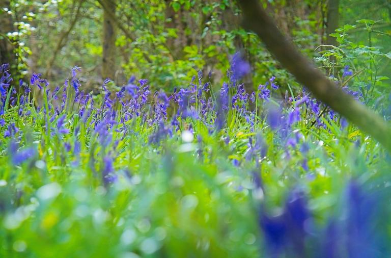 Bluebells flowering beneath trees in woodland at Aldermoors Nature Reserve