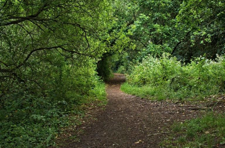 Narrow unsurfaced path through dense woodland and vegetation at Ashenbury Park.