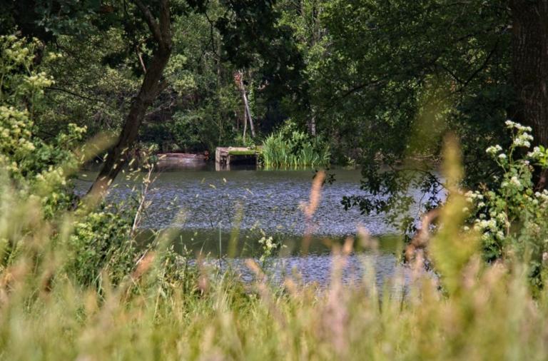 Ashenbury Park Lake viewed through trees and tall grass.