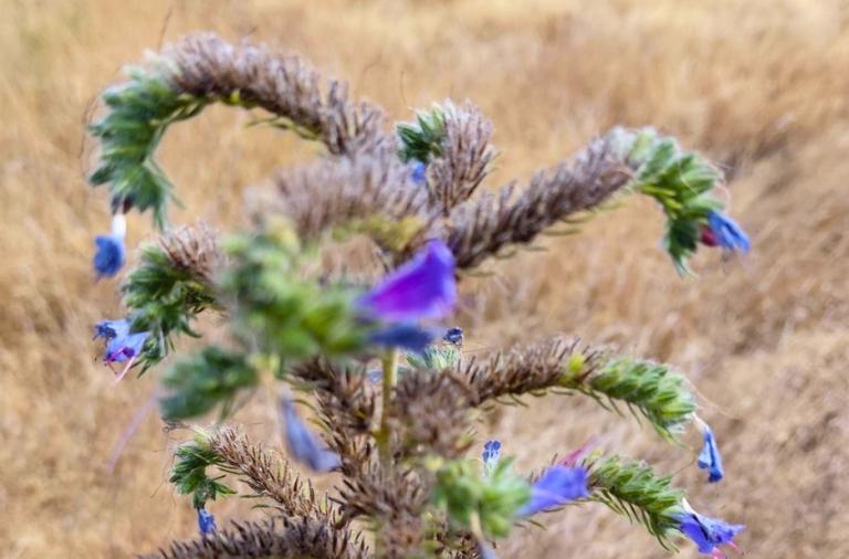 Viper's Bugloss wildflower growing in the Covid Memorial Woodland.