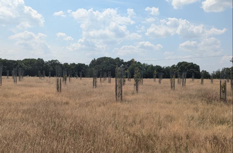 Young trees growing across golden grass at the Covid Memorial Woodland