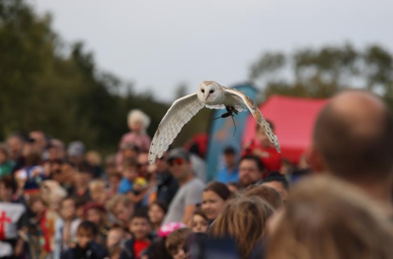 An owl flying over audience