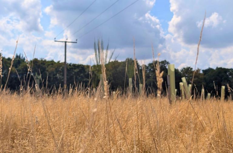 Views of grass in the foreground, planted saplings, power lines and trees in the background