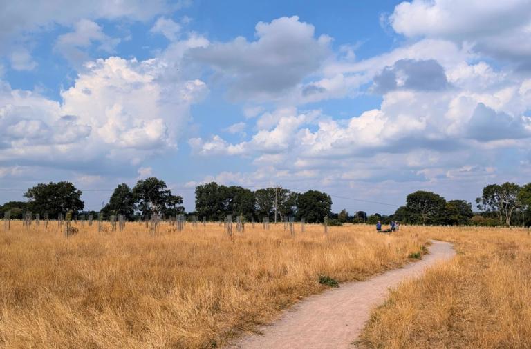 A path winding through the Covid Memorial Woodland with young trees, blue sky, golden grass.