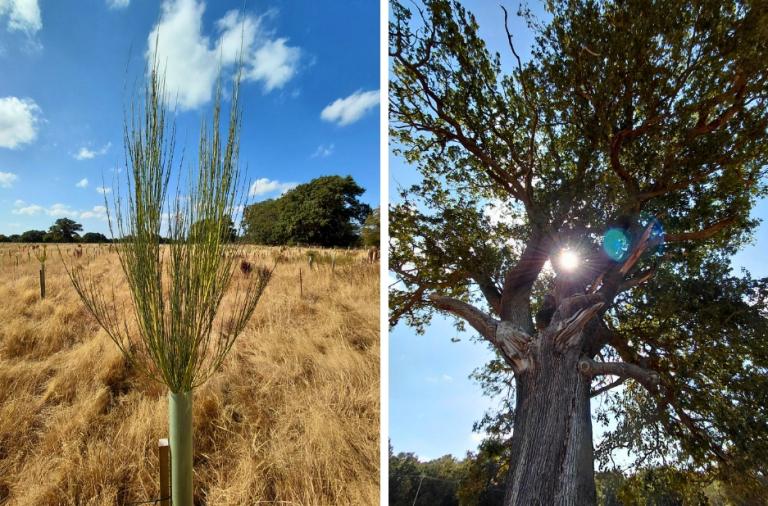 Young trees growing in the Covid Memorial Woodland alongside mature trees already on site.