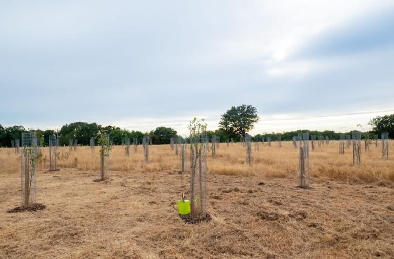 A young tree protected by a tree guard at the Covid Memorial Woodland, with a green watering can next to it..