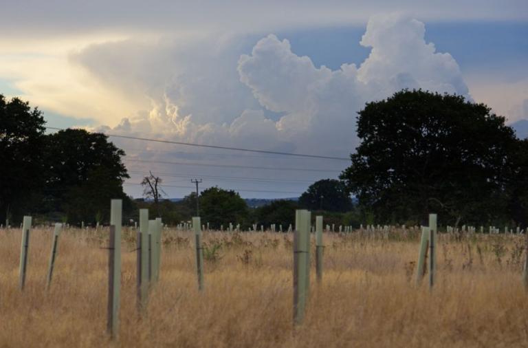 Young trees at the Covid Memorial Woodland beneath an evening sky.