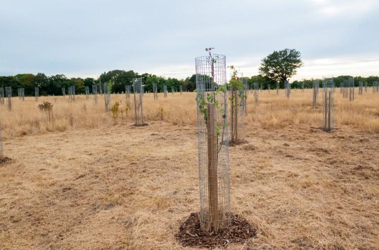 Young orchard trees at the Covid Memorial Woodland beneath an evening sky.