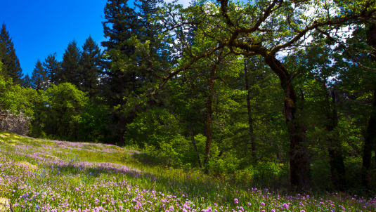 Wildflower meadow and woodland