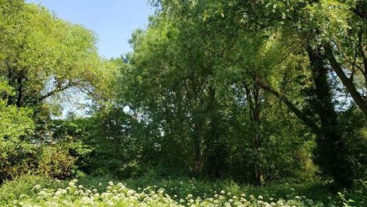 Woosehill Meadows - Willow and Ash with Hamlock Water drop-wort and Nettle