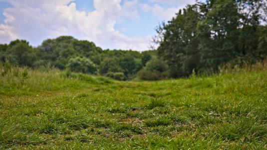Grass route through open meadow towards woodland at Ashenbury Park.