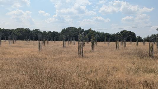 Young trees growing across golden grass at the Covid Memorial Woodland