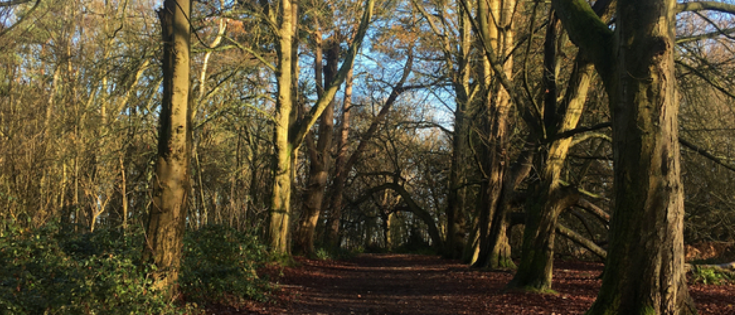 Sunlit woodland path surrounded by tall trees and autumn leaves.