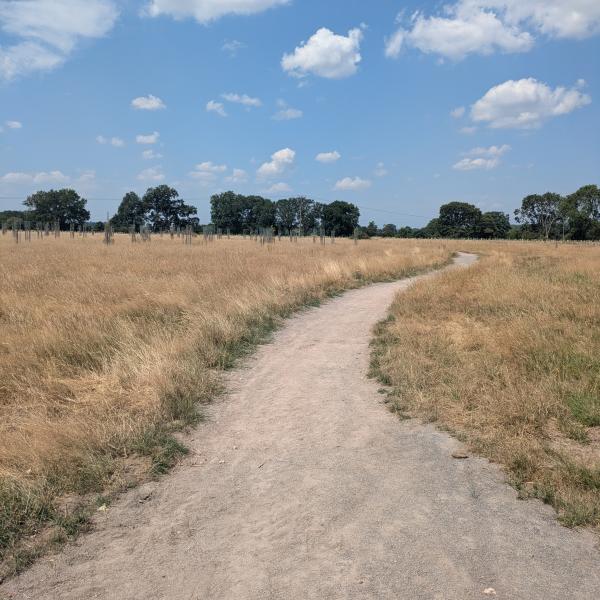 Gravel path curving through golden grass at the Covid Memorial Woodland